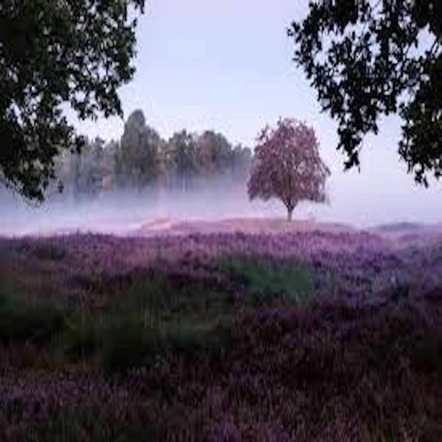Ferienhaus Luneburger Heide 埃舍德 外观 照片