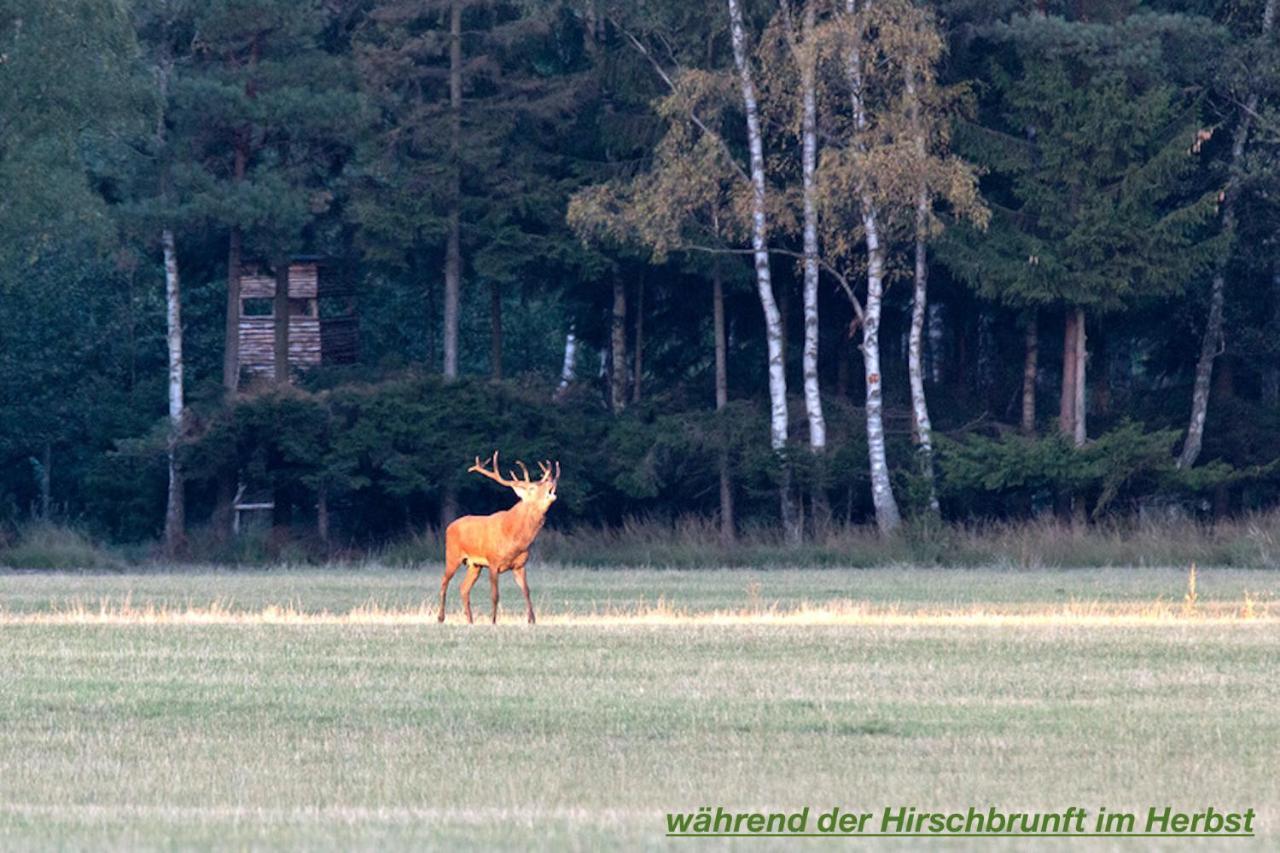 Ferienhaus Luneburger Heide 埃舍德 外观 照片